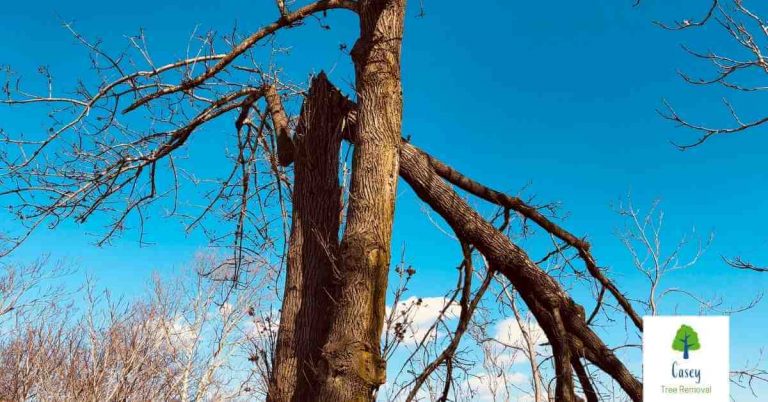 The Risks of Ignoring Damaged Trees 768x402