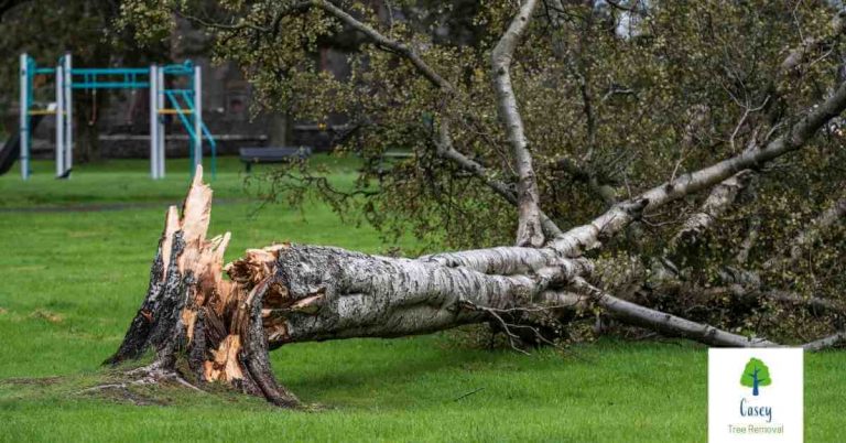 When to Call an Emergency Tree Removal Service 768x402