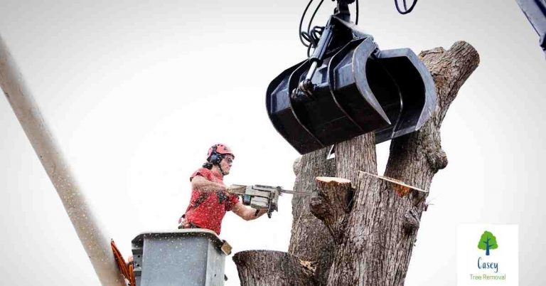 Why You Should Hire a Professional for Emergency Tree Removal 768x402
