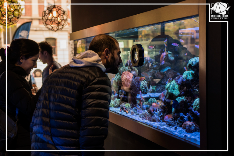 aquarium melbourne 1624426810 768x512