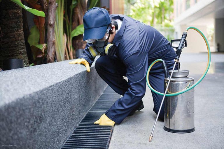 pest control 8 768x513