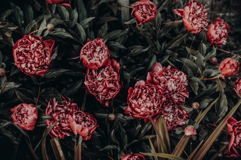 pexels irina iriser 1005711 scaled 1 768x512