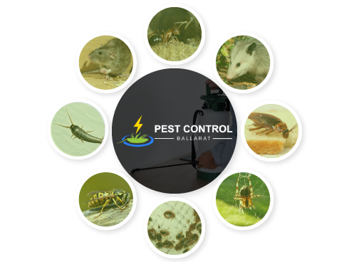Pest Control Ballarat