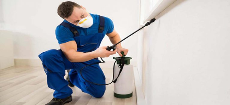 The presence of creepy pests at home troubles you by taking away your peace of mind. Pest like ants cockroaches bed bugs rats and spiders cause an infection that is risky to your health and property. 3 768x353