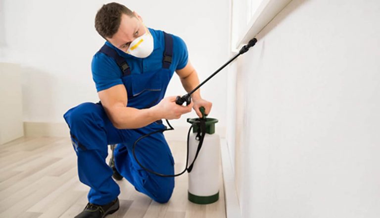 The presence of creepy pests at home troubles you by taking away your peace of mind. Pest like ants cockroaches bed bugs rats and spiders cause an infection that is risky to your health and property. 768x442