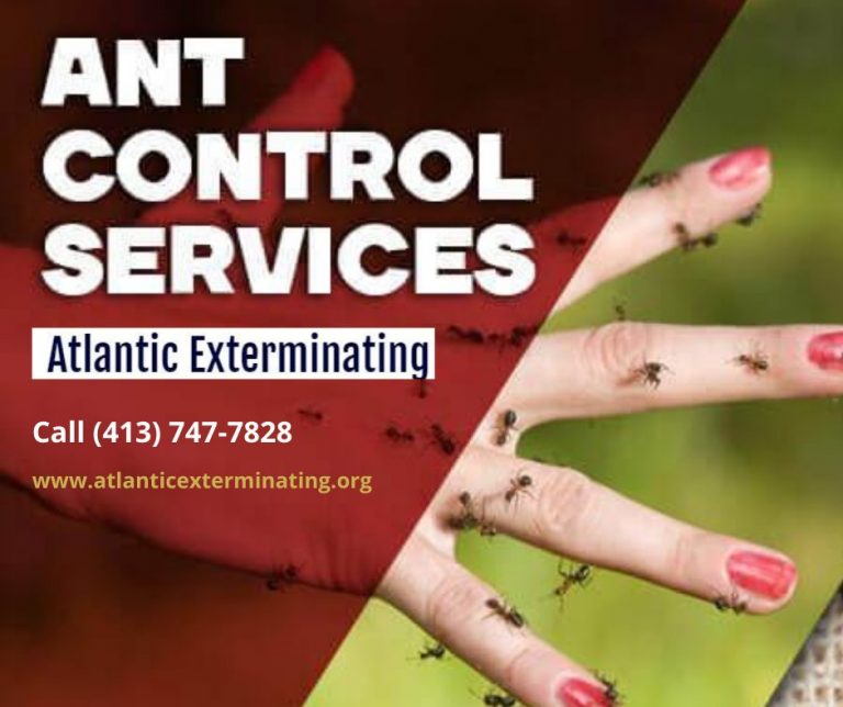 ant control 768x644