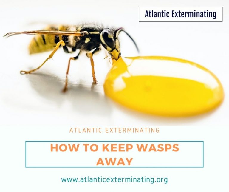 atlanticexterminating 768x644