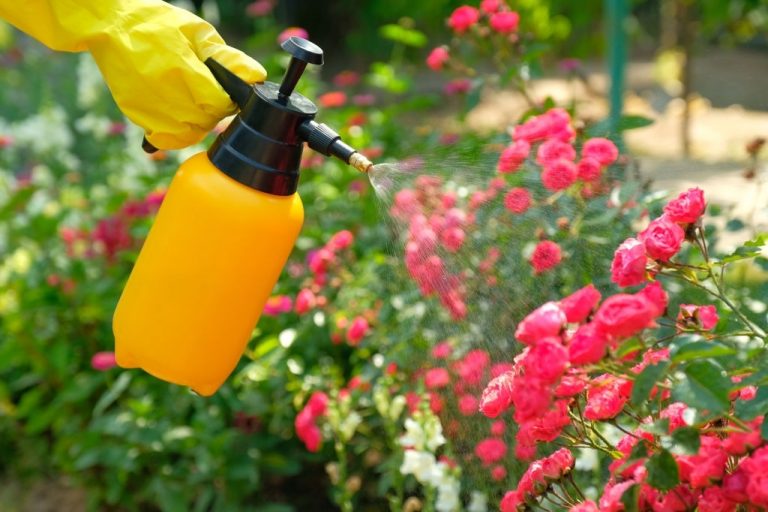 diy pest control guide 768x512