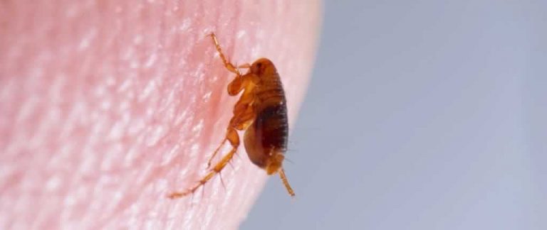 flea control brisbane banner 768x324