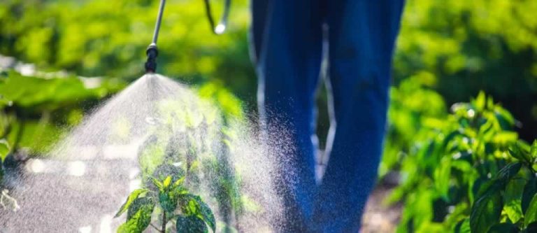 highgate hill pest control banner 768x333