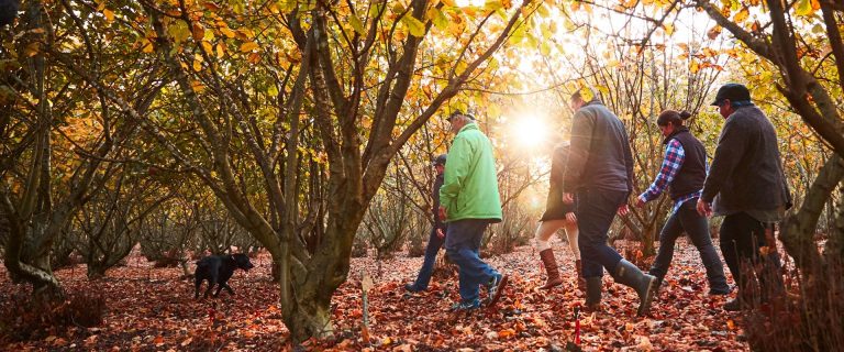 home truffle hunt 768x320