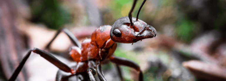 Ant control adelaide 768x276