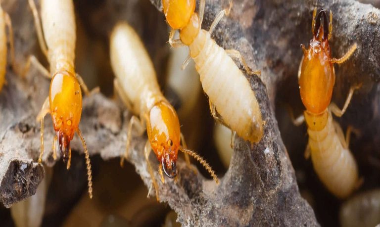 TERMITE banner2 768x459
