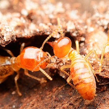 1152dfaad6ed3182c46e3285049fcc08.Termite Inspection And Removal