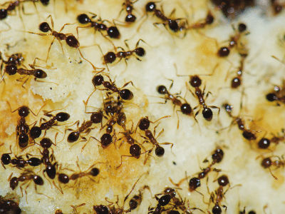 Ants Pest Control