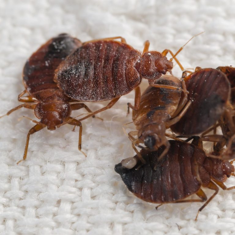 Bed Bugs Control Copy 768x768