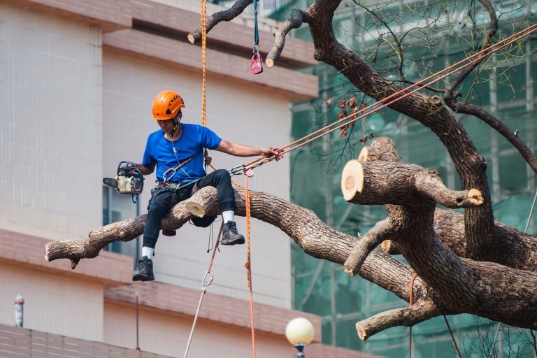 Blacktown Tree Service 1 768x512