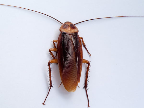 Cockroach Control Gold Coast