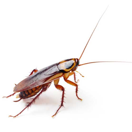 Cockroach Control