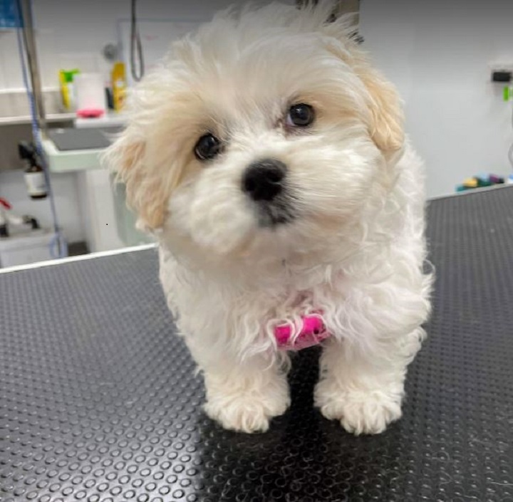 Cutie 1