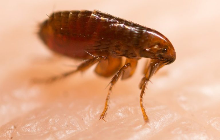 Flea pest control 768x490