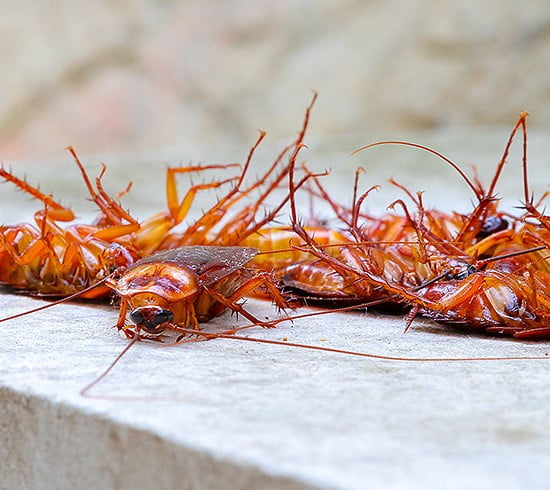 Pest Control 1