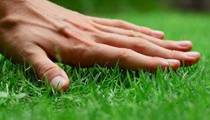 Turf Supplies Sydney
