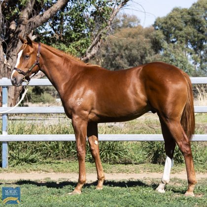 YEARLINGS