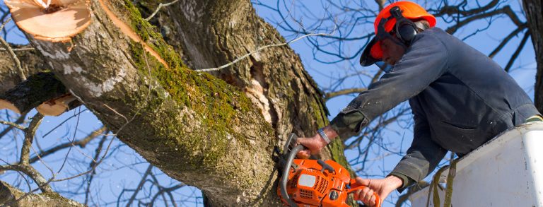 adelaide tree removal 768x293