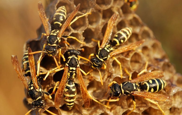 wasp control 768x485