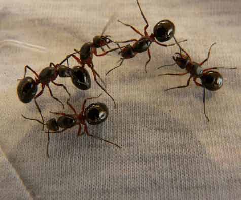 1640161401ant control adelaide
