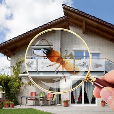 4a8b505358149dfefcbc0103eb604e48.Pre purchase Termite Inspection 1