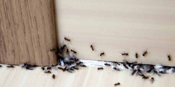 Ant Control