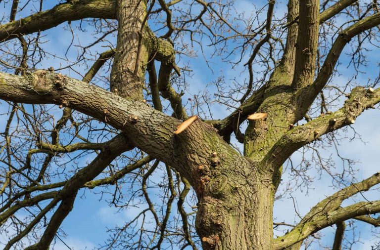 Arborist Services In Bendigo 768x506