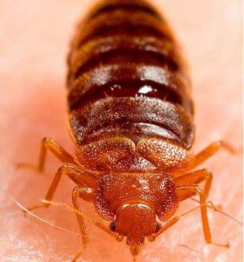 Bed Bugs Control Canberra