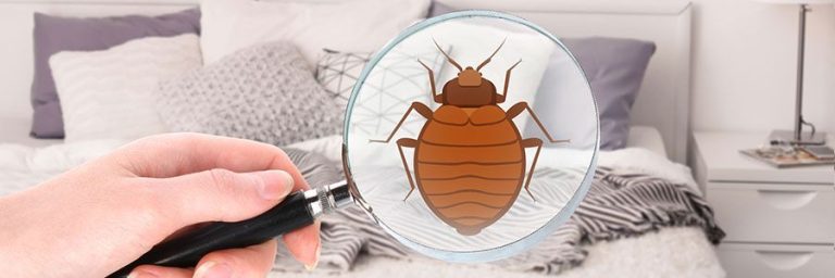 Bedbugs Control 768x256