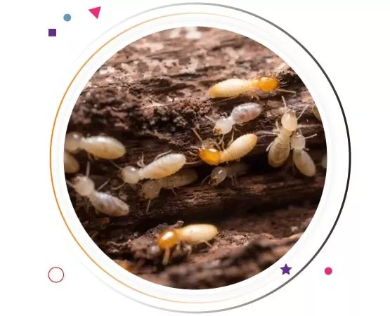 Best Termite Control Moreton Bay