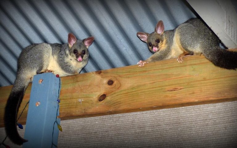 Domestic Possum Catchers 768x480