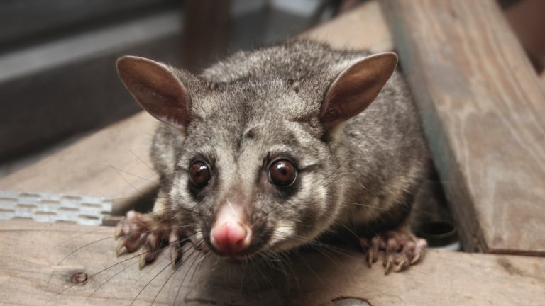 Emergency Possum Removal Services 768x432