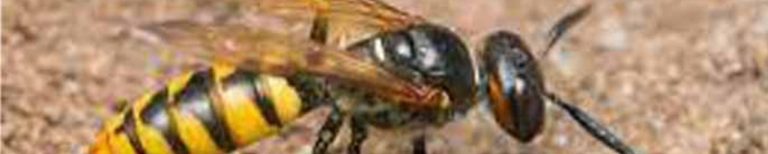 Pest Control Sydney 1 768x154