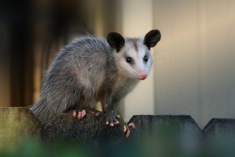 Possum Removal 1 768x512