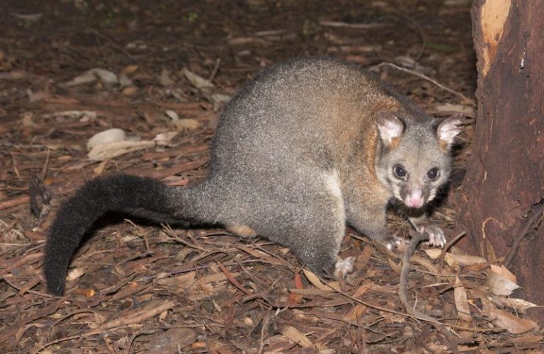 Possum Removal 2 768x500