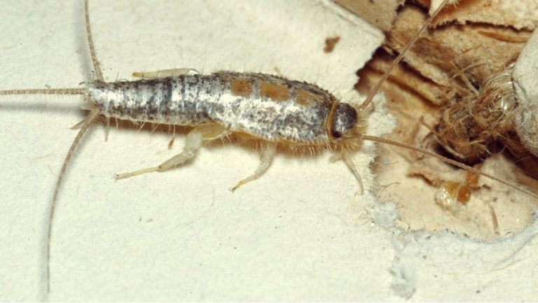 Silverfish Treatment 768x433