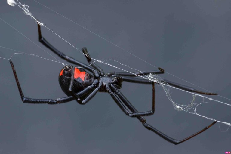 Spider pest control sydney 768x512