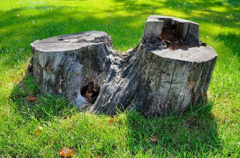 Stump Removal Services In Bendigo 768x506