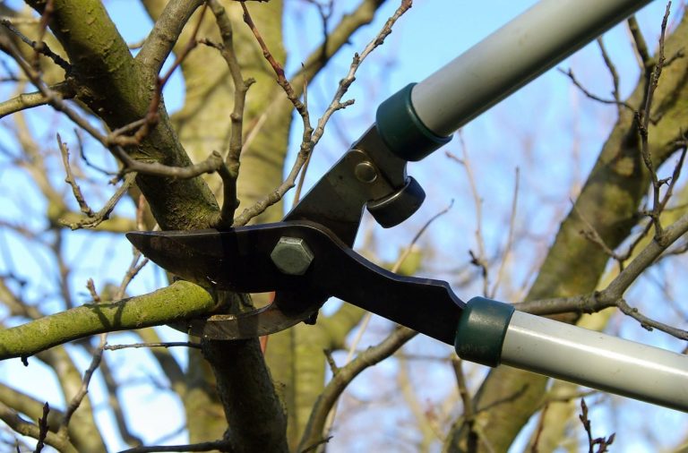 Tree Pruning Services In Bendigo 768x506