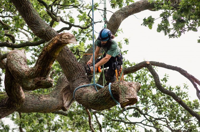 Tree Trimming Services In Bendigo 768x506