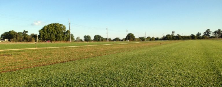 Turffarm 768x304