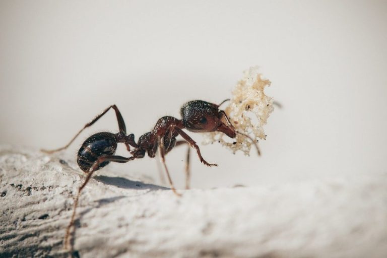 ant 10 768x512