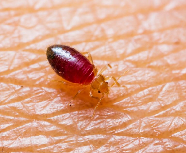 bed bugs 768x630